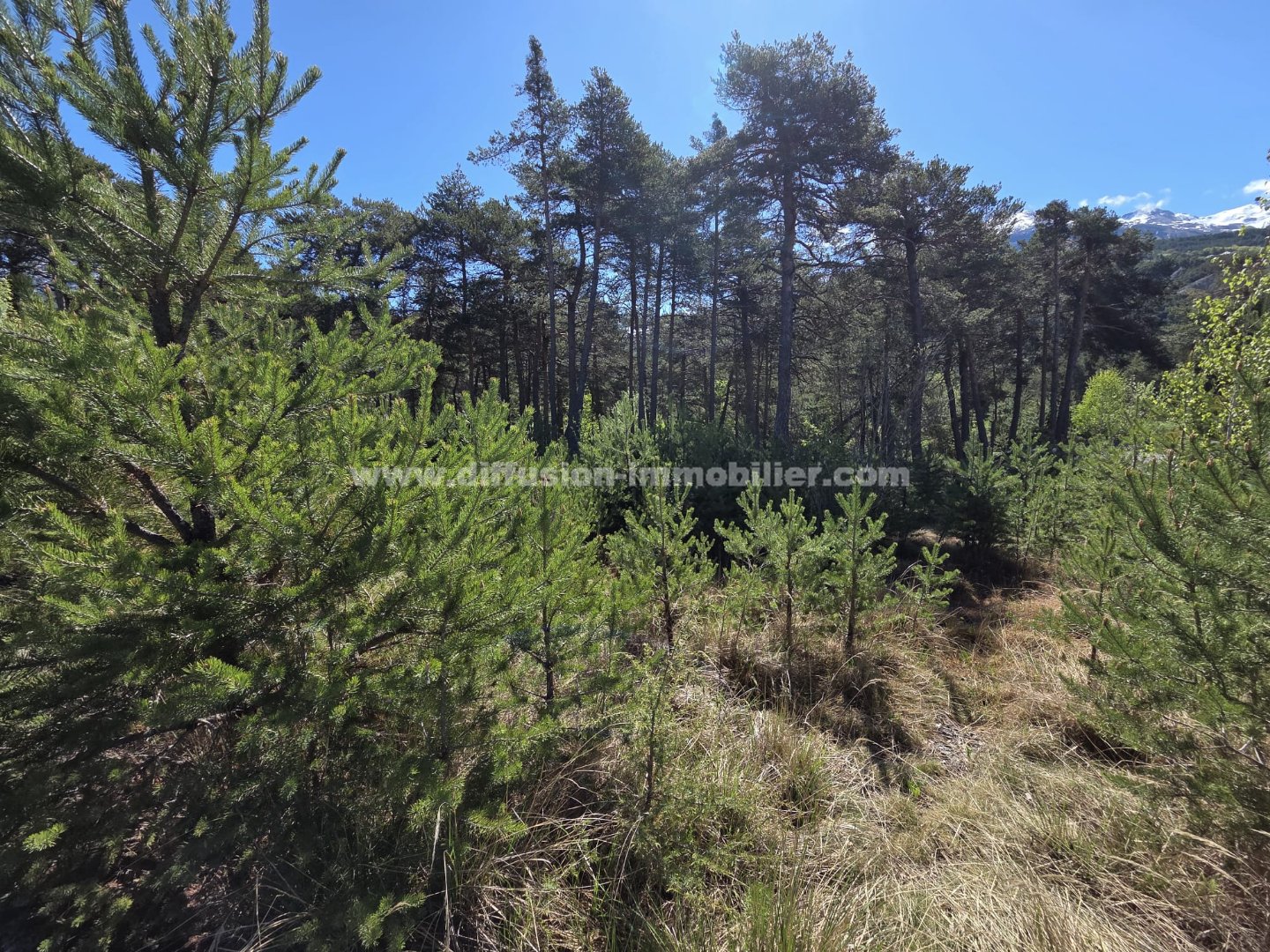 Terrain — Faucon-de-Barcelonnette