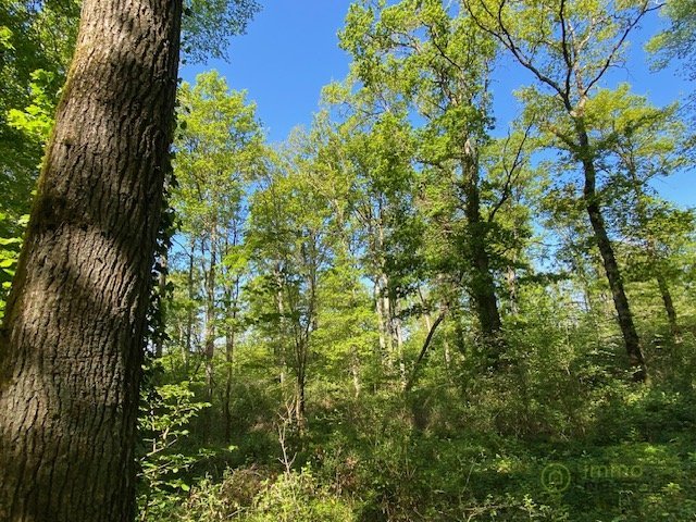 Terrain boisé – forêt