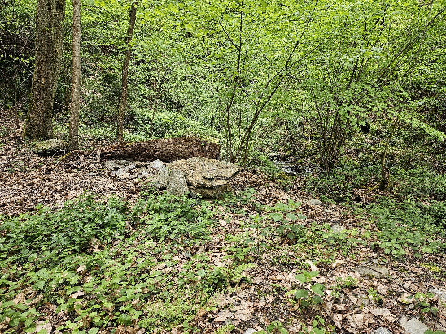 Terrain boisé – forêt