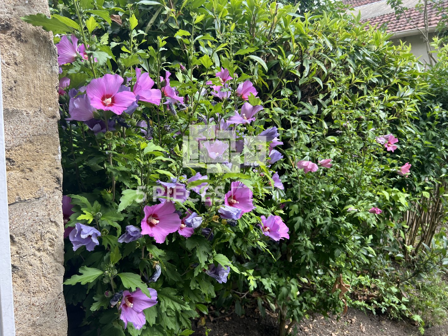 Agence immobilière de 5 PIECES ET PLUS